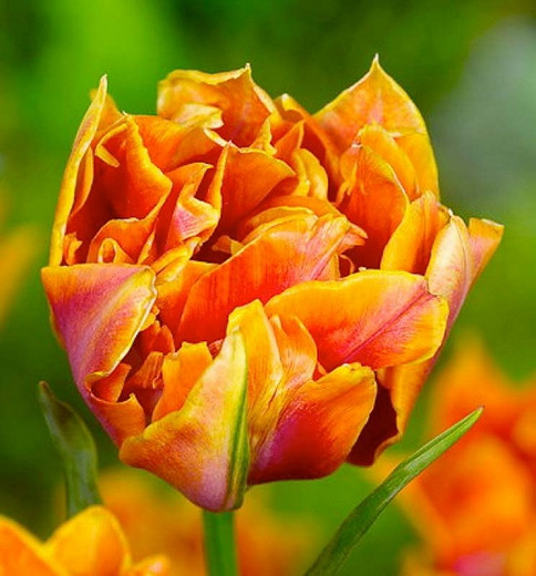 Tulipa Willem van Oranje (Double Early Tulip)