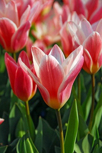 Tulipa Hearts Delight (Kaufmanniana Tulip)
