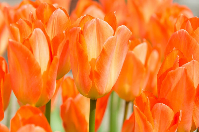 Tulipa Orange Emperor (Fosteriana Tulip)