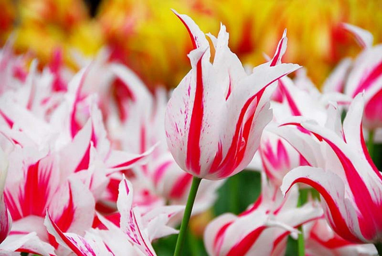 Tulipa Marilyn (Lily-Flowered Tulip)