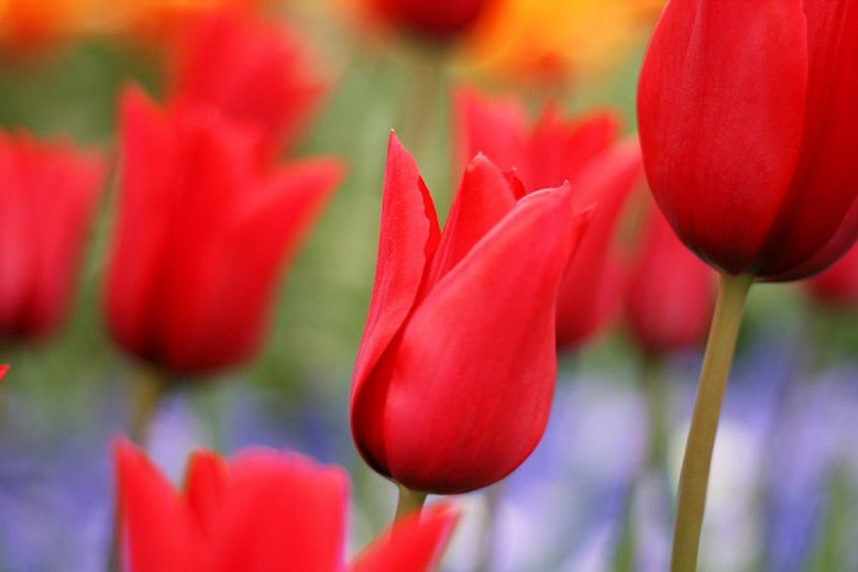 Tulipa Red Shine (Lily-Flowered Tulip)