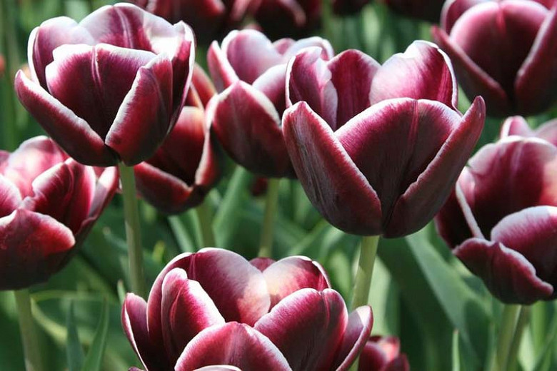 Tulipa Arabian Mystery (Triumph Tulip)