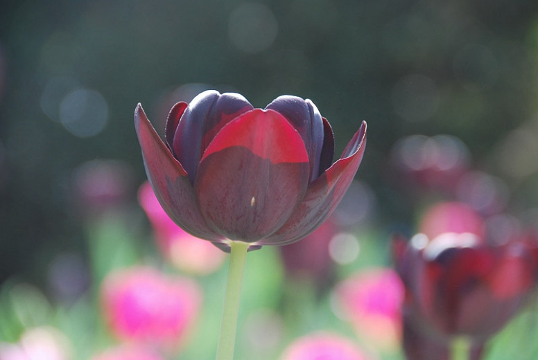 Tulipa Queen Of Night (Single Late Tulip)