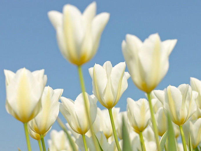 Tulipa White Triumphator (Lily-Flowered Tulip)