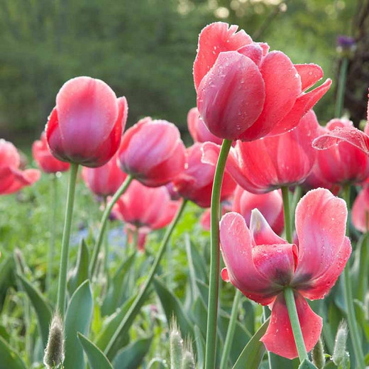 Tulipa Pink Impression (Darwin Hybrid Tulip)
