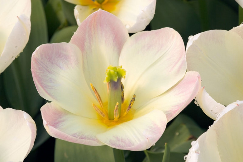 Tulipa Purissima (Fosteriana Tulip)