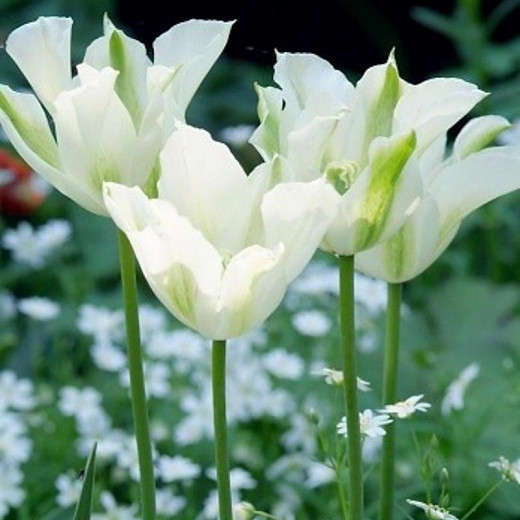 Tulipa Spring Green (Viridiflora Tulip)