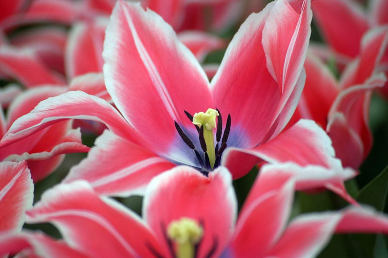 Tulipa Yonina (Lily-Flowered Tulip)