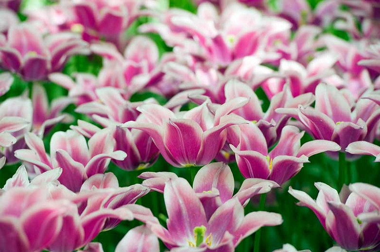 Tulipa Ballade (Lily-Flowered Tulip)