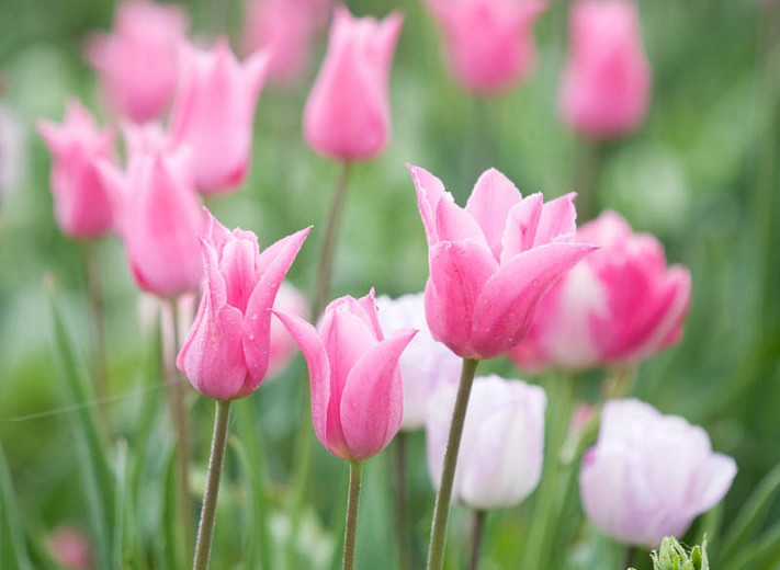 Tulipa China Pink (Lily-Flowered Tulip)