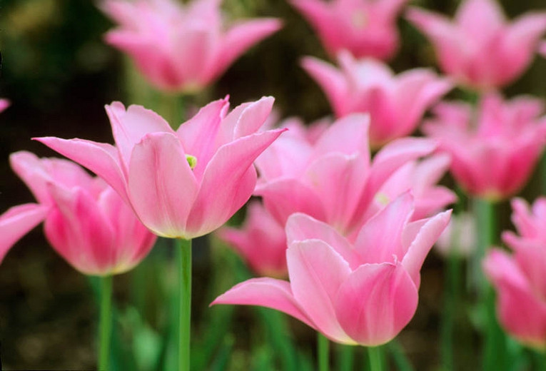 Tulipa Mariette (Lily-Flowered Tulip)