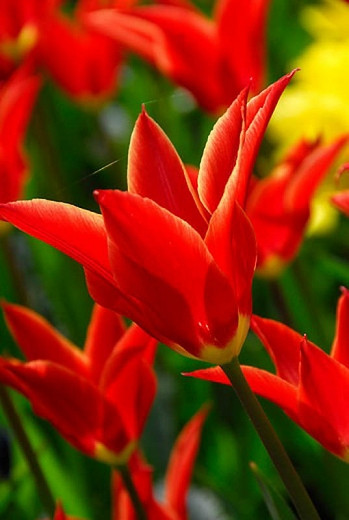 Tulipa Aladdin (Lily-Flowered Tulip)