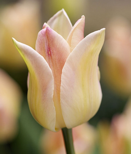 Tulipa Elegant Lady (Lily-Flowered Tulip)