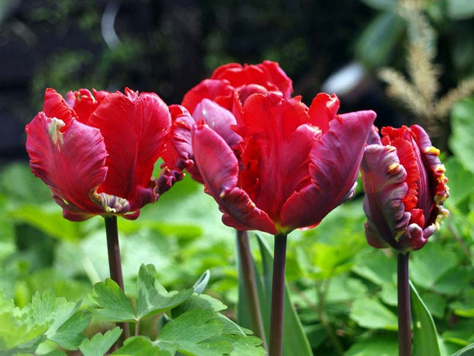 Tulipa Rococo (Parrot Tulip)
