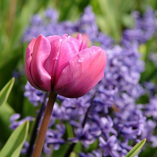 Tulipa Purple Rain (Triumph Tulip)