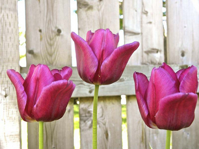 Tulipa Passionale (Triumph Tulip)