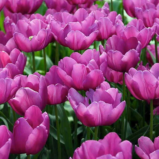 Tulipa Purple Prince (Single Early Tulip)