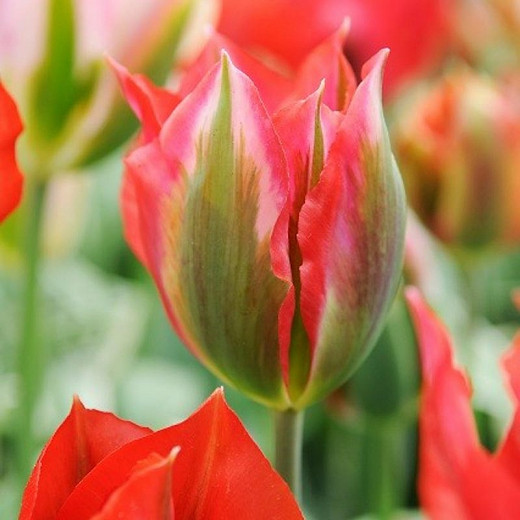 Tulipa Esperanto (Viridiflora Tulip)