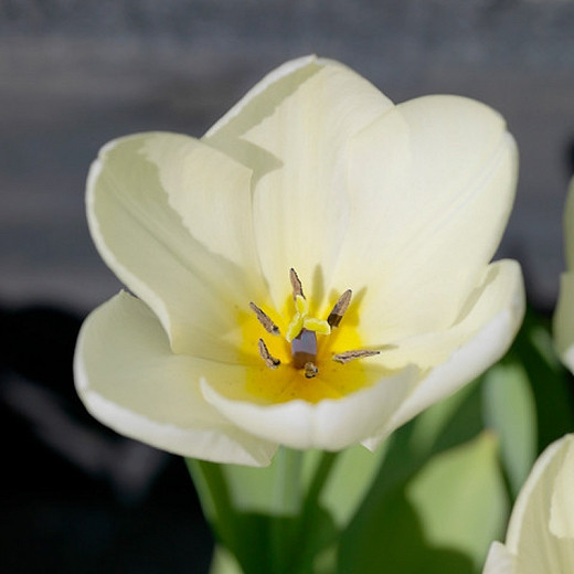 Tulipa Maureen (Single Late Tulip)
