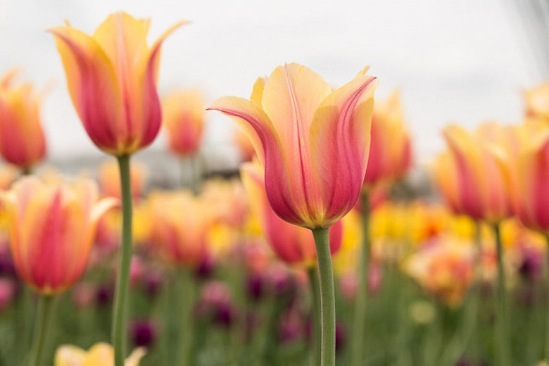 Tulipa Blushing Beauty (Single Late Tulip)