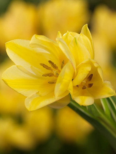 Tulipa Antoinette (Single Late Tulip)