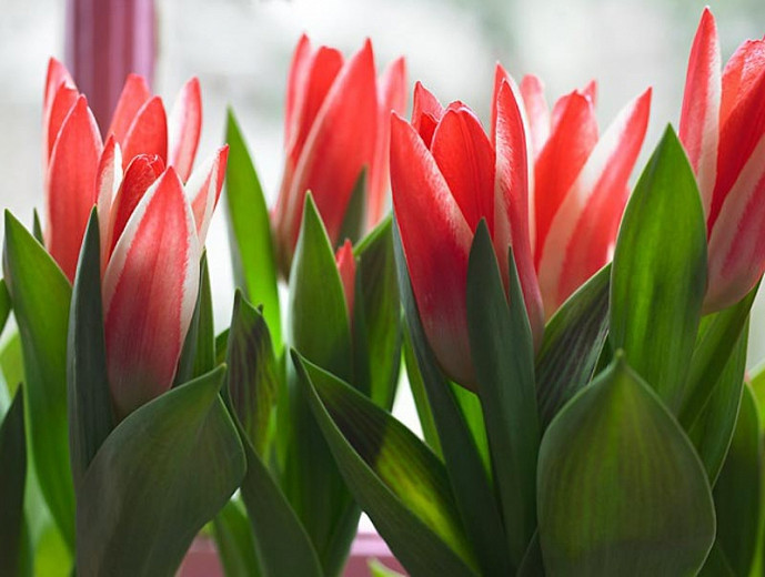 Tulipa Pinocchio (Greigii Tulip)