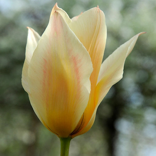 Tulipa Fur Elise (Greigii Tulip)