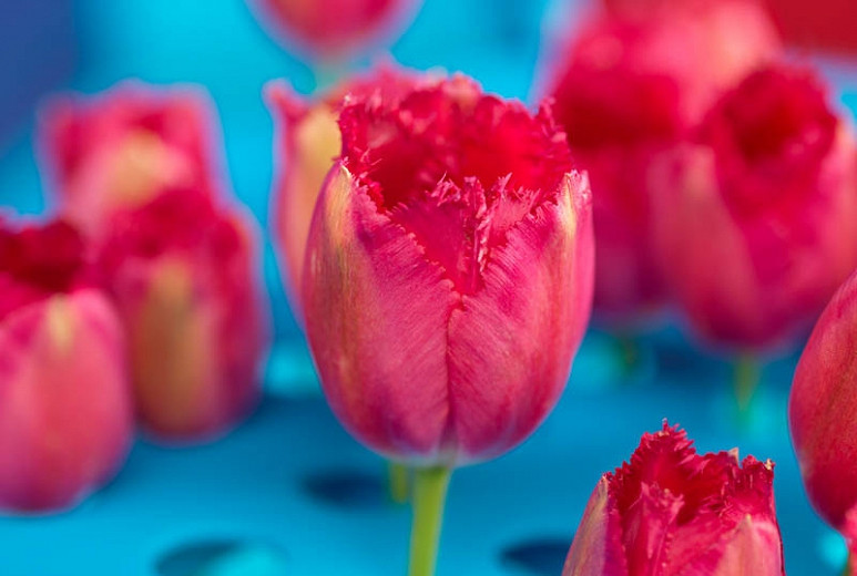 Tulipa Burgundy Lace (Fringed Tulip)