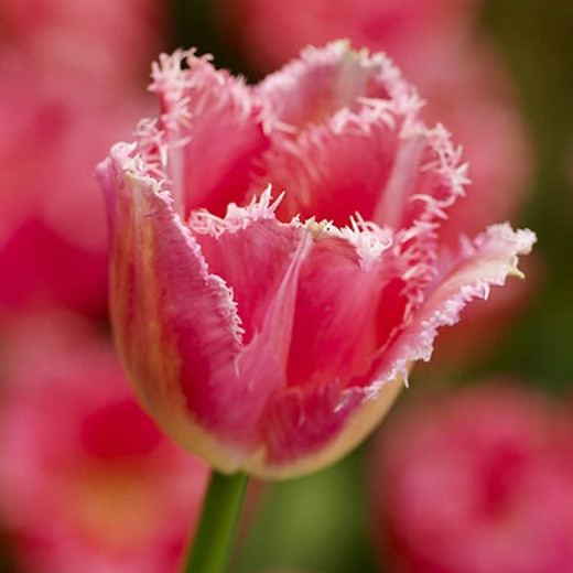 Tulipa Fancy Frills (Fringed Tulip)