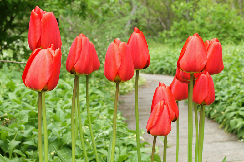 Tulipa Red Emperor (Fosteriana Tulip)