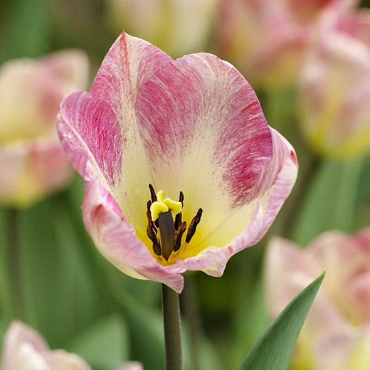 Tulipa Flaming Purissima (Fosteriana Tulip)