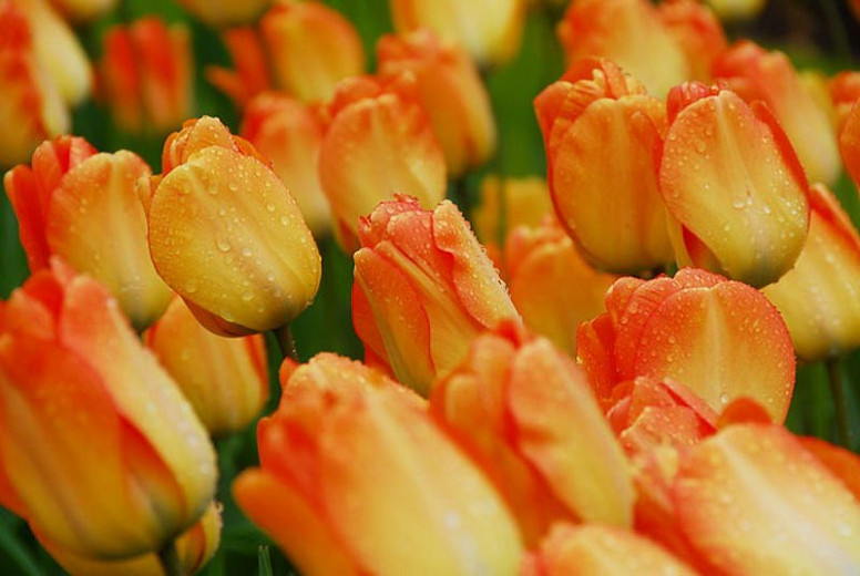 Tulipa Daydream (Darwin Hybrid Tulip)