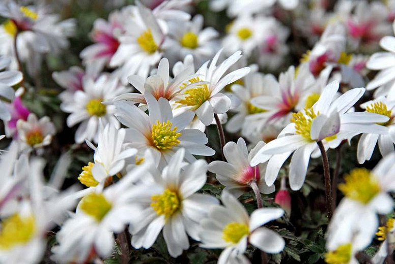 Anemone blanda White Splendour (Grecian Windflower)