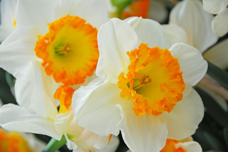 Narcissus Accent (Large-Cupped Daffodil)