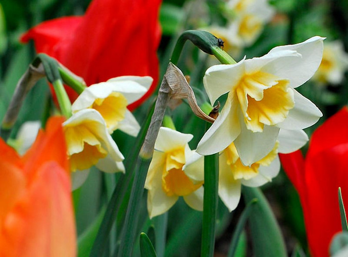 Narcissus Bell Song (Jonquil Daffodil)