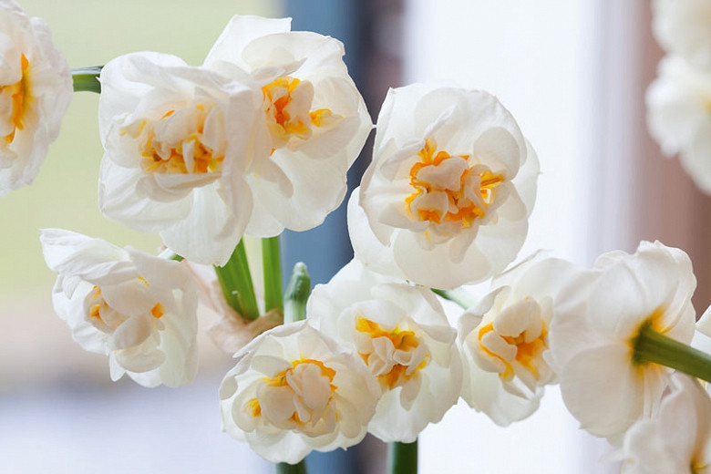 Narcissus Bridal Crown (Double Daffodil)