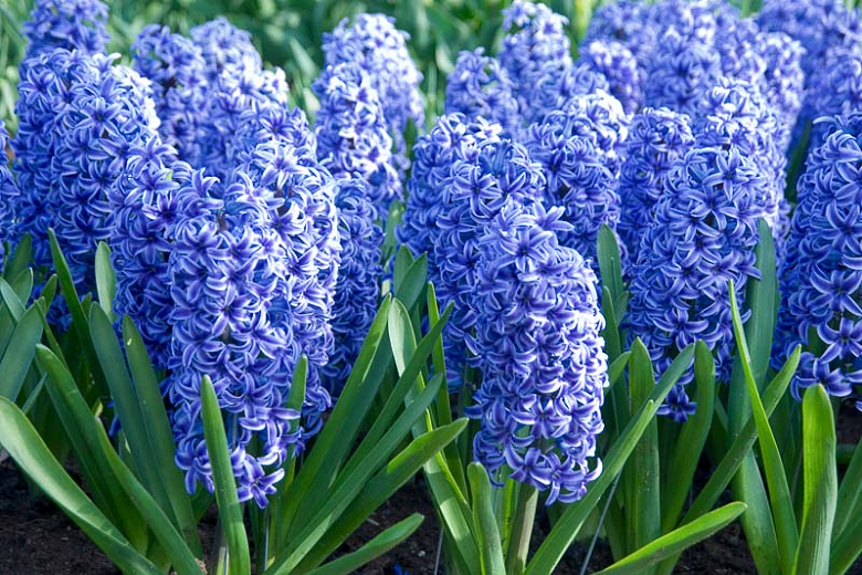 Hyacinthus orientalis Blue Jacket (Dutch Hyacinth)