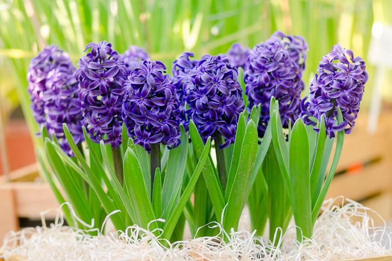 Hyacinthus orientalis Delft Blue (Dutch Hyacinth)