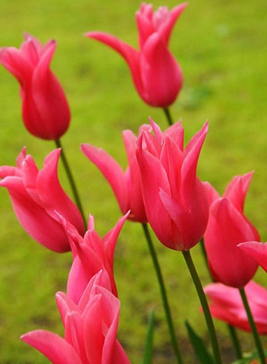 Tulipa Jacqueline (Lily-Flowered Tulip)