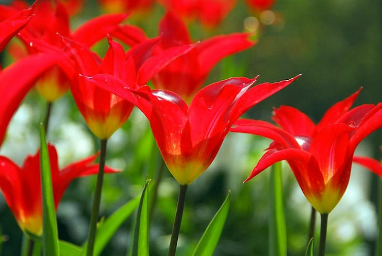 Tulipa Dyanito (Lily-Flowered Tulip)