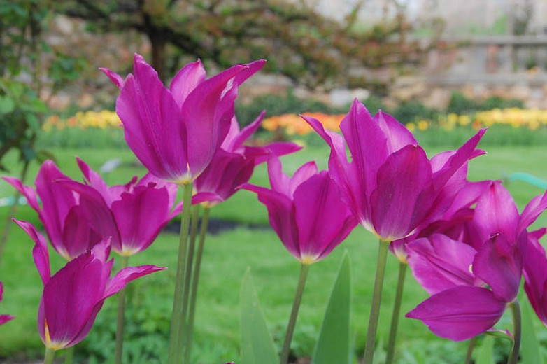Tulipa Purple Dream (Lily-Flowered Tulip)