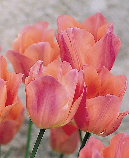 Tulipa Beauty Queen (Single Early Tulip)