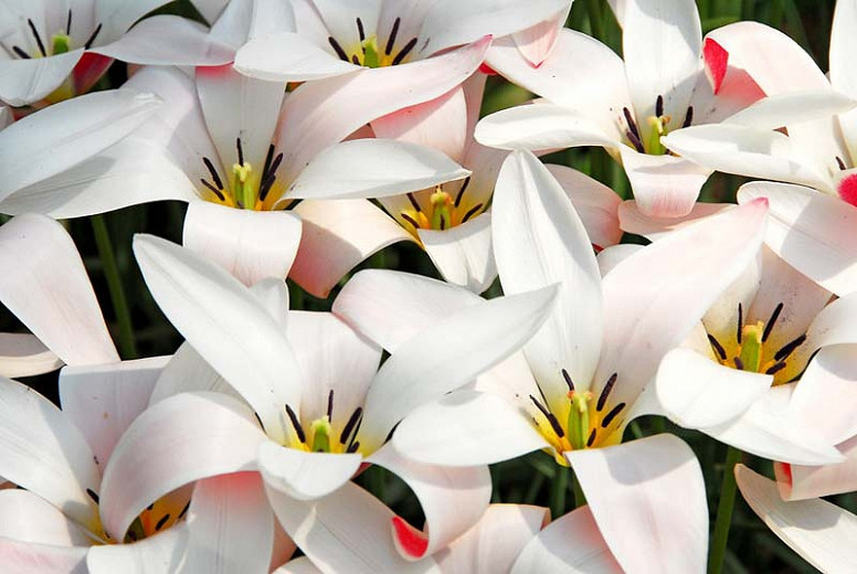 Tulipa Clusiana Lady Jane (Botanical Tulip)