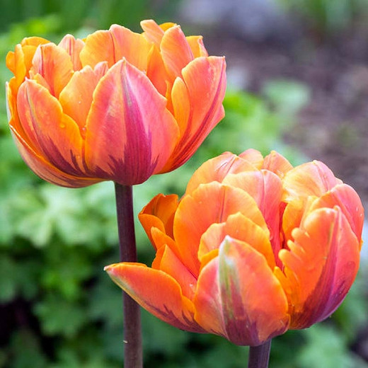 Tulipa Orange Princess (Double Late Tulip)
