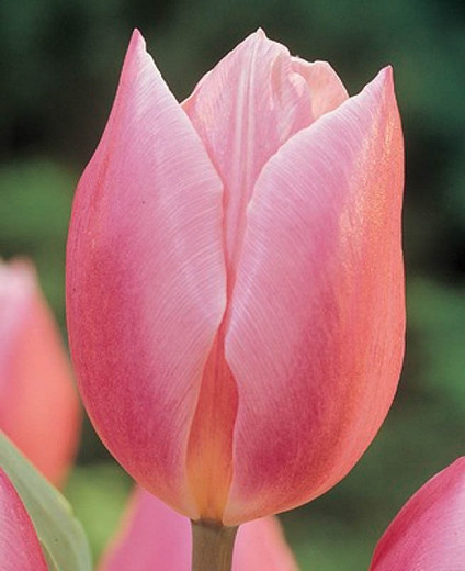 Tulipa Early Glory (Triumph Tulip)
