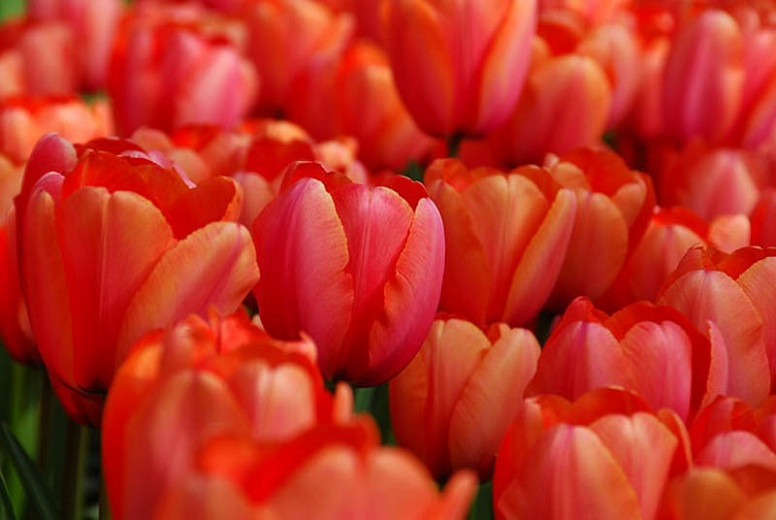 Tulipa Apricot Impression (Darwin Hybrid Tulip)