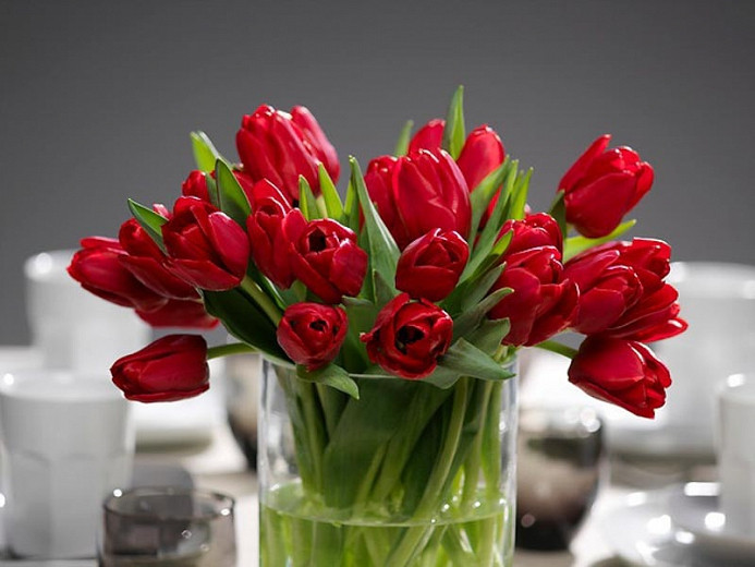 Tulipa Ile de France (Triumph Tulip)
