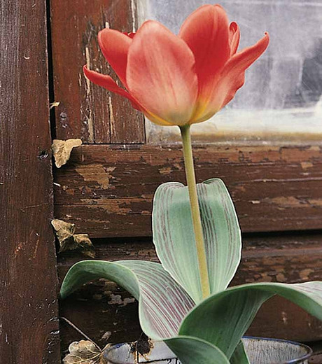 Tulipa Sweet Lady (Greigii Tulip)