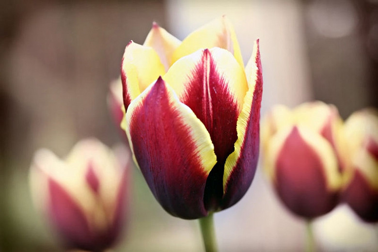 Tulipa Gavota (Triumph Tulip)