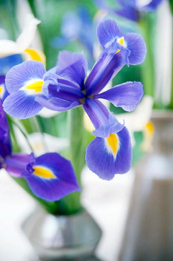 Iris hollandica Blue Magic (Dutch Iris)